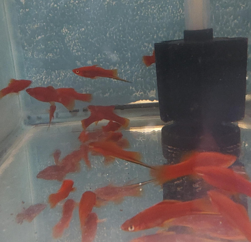 3 COLORFUL RED VELVET SWORDTAIL ONE MALE TWO FEMALES (Xiphophorus helleri)