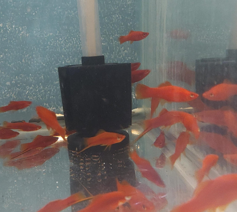 3 COLORFUL RED VELVET SWORDTAIL ONE MALE TWO FEMALES (Xiphophorus helleri)