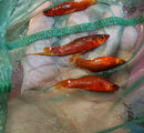 3 COLORFUL RED VELVET SWORDTAIL ONE MALE TWO FEMALES (Xiphophorus helleri)
