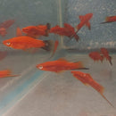 3 COLORFUL VELVET WAG SWORDTAIL ONE MALE TWO FEMALES (Xiphophorus helleri)