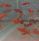 3 COLORFUL VELVET WAG SWORDTAIL ONE MALE TWO FEMALES (Xiphophorus helleri)