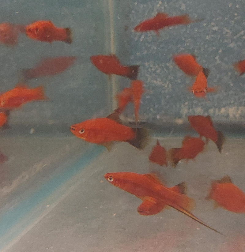3 COLORFUL VELVET WAG SWORDTAIL ONE MALE TWO FEMALES (Xiphophorus helleri)