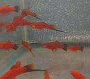 3 COLORFUL VELVET WAG SWORDTAIL ONE MALE TWO FEMALES (Xiphophorus helleri)