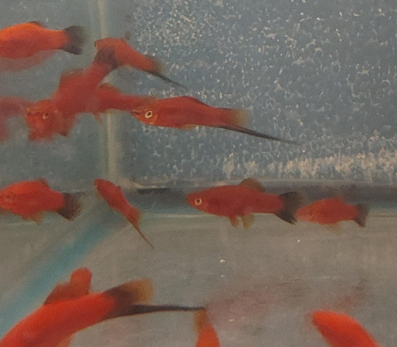 3 COLORFUL VELVET WAG SWORDTAIL ONE MALE TWO FEMALES (Xiphophorus helleri)