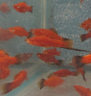 3 COLORFUL VELVET WAG SWORDTAIL ONE MALE TWO FEMALES (Xiphophorus helleri)