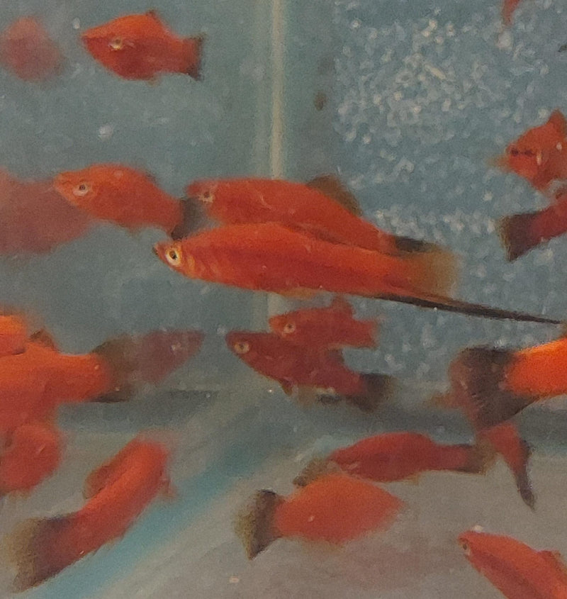 3 COLORFUL VELVET WAG SWORDTAIL ONE MALE TWO FEMALES (Xiphophorus helleri)