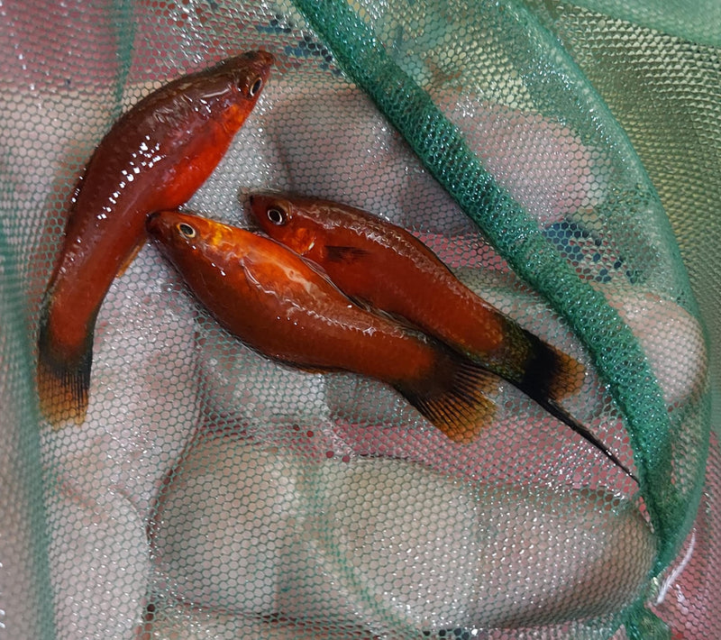 3 COLORFUL VELVET WAG SWORDTAIL ONE MALE TWO FEMALES (Xiphophorus helleri)
