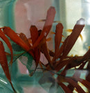 3 COLORFUL VELVET WAG SWORDTAIL ONE MALE TWO FEMALES (Xiphophorus helleri)