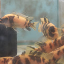 RED BLOTCH AFRICAN CICHLID 2.5 TO 3" UNSEXED AKA OB RED ZEBRA