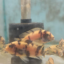 RED BLOTCH AFRICAN CICHLID 2.5 TO 3" UNSEXED AKA OB RED ZEBRA