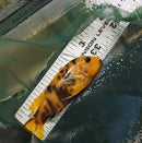 RED BLOTCH AFRICAN CICHLID 2.5 TO 3" UNSEXED AKA OB RED ZEBRA