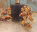 RED BLOTCH AFRICAN CICHLID 2.5 TO 3" UNSEXED AKA OB RED ZEBRA