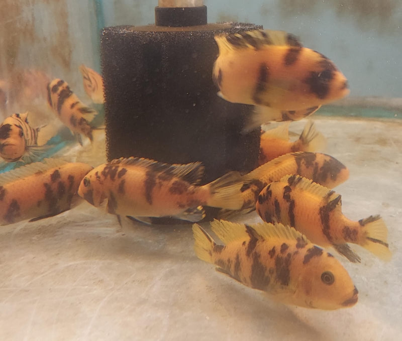 RED BLOTCH AFRICAN CICHLID 2.5 TO 3" UNSEXED AKA OB RED ZEBRA