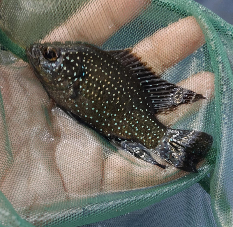 STARRY NIGHT (BLEEKERI) CICHLID 3.5 INCH TL UNSEXED (Paratilapia Polleni)