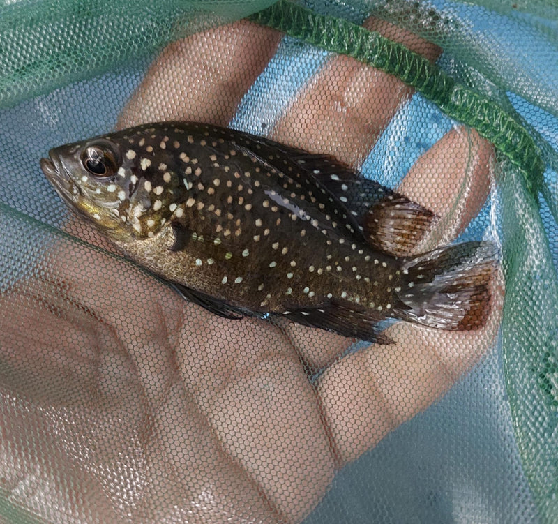 STARRY NIGHT (BLEEKERI) CICHLID 3.5 INCH TL UNSEXED (Paratilapia Polleni)