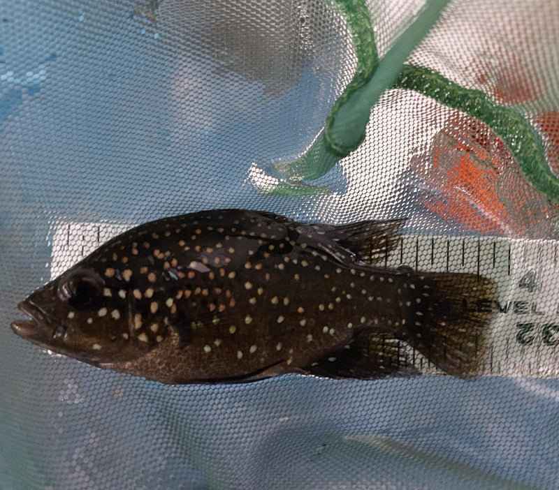 STARRY NIGHT (BLEEKERI) CICHLID 3.5 INCH TL UNSEXED (Paratilapia Polleni)
