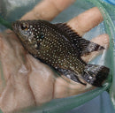 STARRY NIGHT (BLEEKERI) CICHLID 3.5 INCH TL UNSEXED (Paratilapia Polleni)
