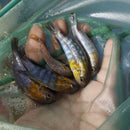 BEAUTIFUL RED FACE MAC 2" TO 2.5" UNSEXED  (Tropheops sp.))