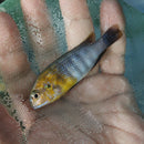 BEAUTIFUL RED FACE MAC 2" TO 2.5" UNSEXED  (Tropheops sp.))