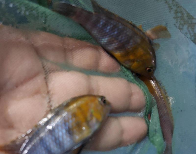 BEAUTIFUL RED FACE MAC 2" TO 2.5" UNSEXED  (Tropheops sp.))