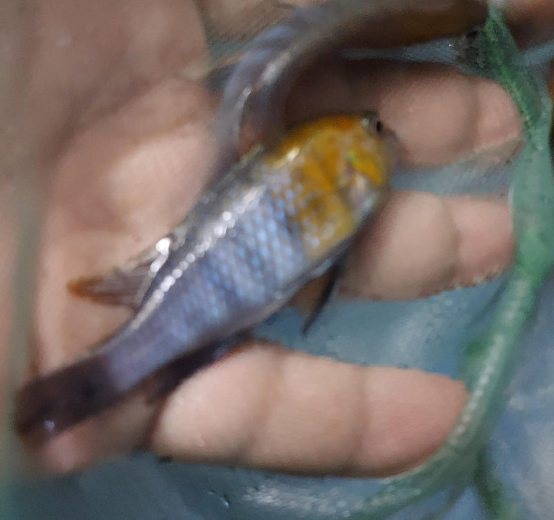 BEAUTIFUL RED FACE MAC 2" TO 2.5" UNSEXED  (Tropheops sp.))