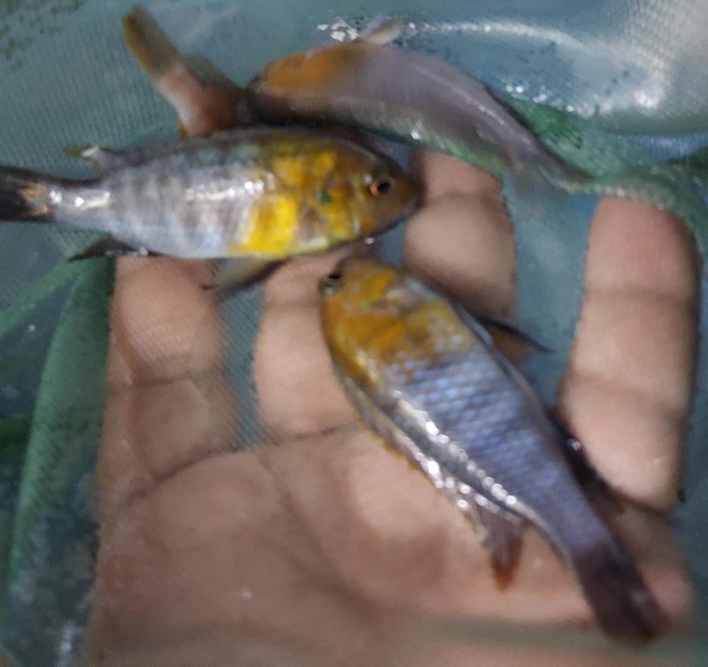 BEAUTIFUL RED FACE MAC 2" TO 2.5" UNSEXED  (Tropheops sp.))