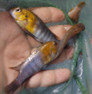 BEAUTIFUL RED FACE MAC 2" TO 2.5" UNSEXED  (Tropheops sp.))