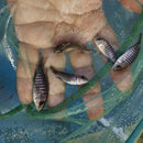 LEMON JAKE PEACOCK 1.5 to 2  INCHES UNSEXED (Aulonocara Jacobfreibergi)