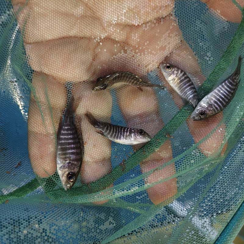 LEMON JAKE PEACOCK 1 INCHES UNSEXED (Aulonocara Jacobfreibergi)