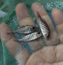 LEMON JAKE PEACOCK 1.5 to 2  INCHES UNSEXED (Aulonocara Jacobfreibergi)