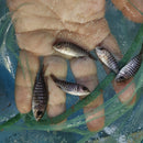 LEMON JAKE PEACOCK 1.5 to 2  INCHES UNSEXED (Aulonocara Jacobfreibergi)