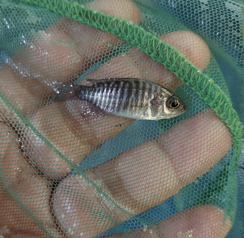 LEMON JAKE PEACOCK 1 INCHES UNSEXED (Aulonocara Jacobfreibergi)