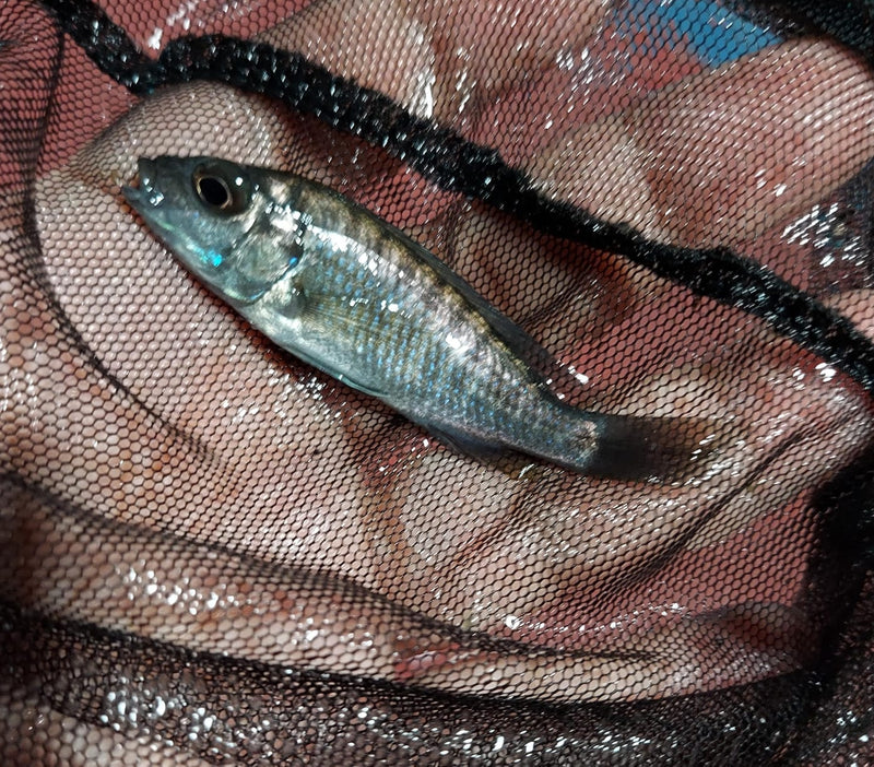 ELECTRIC BLUE AHLI 2 INCHES UNSEXED (Sciaenochromis sp)