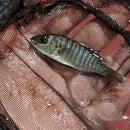 ELECTRIC BLUE AHLI 2 INCHES UNSEXED (Sciaenochromis sp)