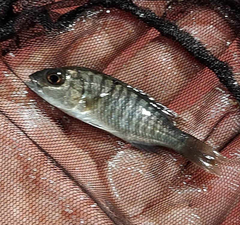 ELECTRIC BLUE AHLI 2 INCHES UNSEXED (Sciaenochromis sp)