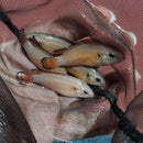 RED TURKANA JEWEL CICHLID 1.5" to 2" UNSEXED (Hemichromis exsul)