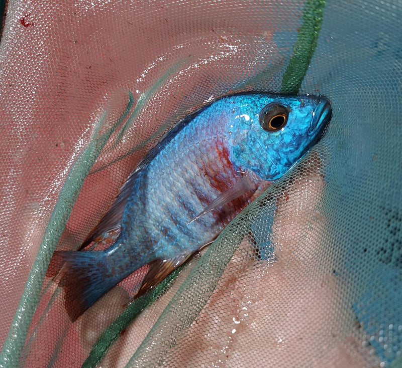 GREAT RED SHOULDER PEACOCK 4.5  INCHES MALE (Aulonocara Sp)