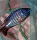 GREAT RED SHOULDER PEACOCK 4.5  INCHES MALE (Aulonocara Sp)