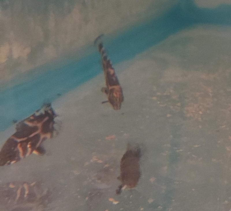 GREAT QUALITY RED TIGER OSCAR 1 INCH UNSEXED (Astronotus ocellatus)