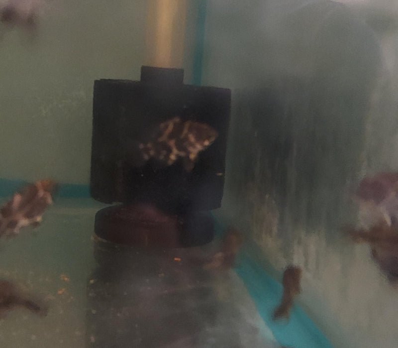 GREAT QUALITY RED TIGER OSCAR 1 INCH UNSEXED (Astronotus ocellatus)