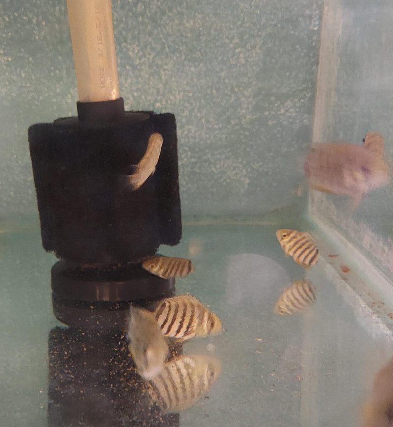 AWESOME ROTKEIL RED SHOULDER  SEVERUM 3/4 TO 1" HEAD TO TAIL (Heros efasciatus)
