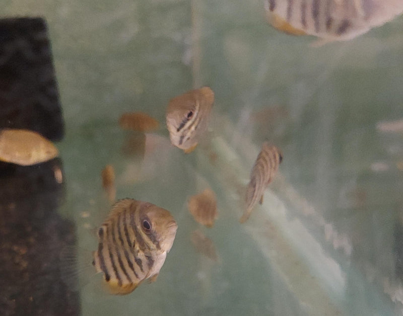 AWESOME ROTKEIL RED SHOULDER  SEVERUM 3/4 TO 1" HEAD TO TAIL (Heros efasciatus)