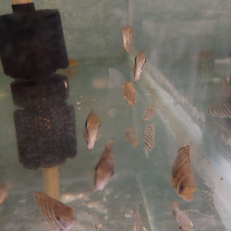 AWESOME ROTKEIL RED SHOULDER  SEVERUM 3/4 TO 1" HEAD TO TAIL (Heros efasciatus)