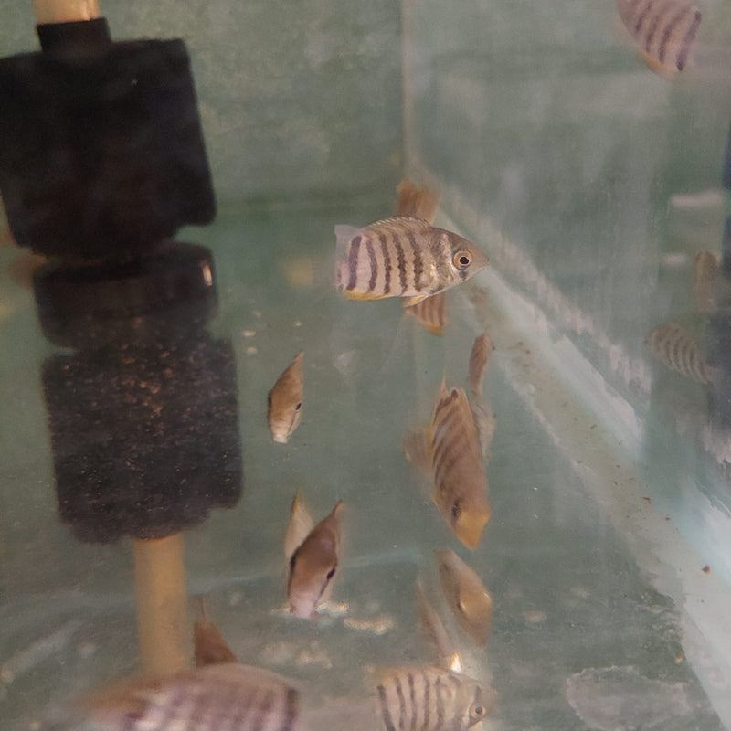 AWESOME ROTKEIL RED SHOULDER  SEVERUM 3/4 TO 1" HEAD TO TAIL (Heros efasciatus)