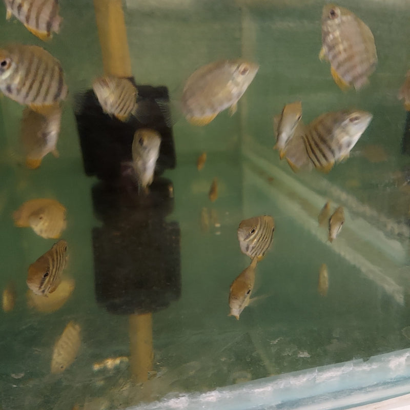 AWESOME ROTKEIL RED SHOULDER  SEVERUM 3/4 TO 1" HEAD TO TAIL (Heros efasciatus)