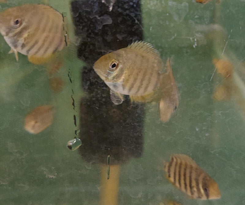 AWESOME ROTKEIL RED SHOULDER  SEVERUM 3/4 TO 1" HEAD TO TAIL (Heros efasciatus)