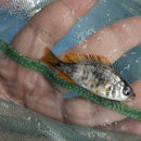 GREAT OB REDFIN BORLEYI 1.5 to 2 INCHES UNSEXED (Copadichromis borleyi)
