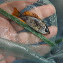 GREAT OB REDFIN BORLEYI 1.5 to 2 INCHES UNSEXED (Copadichromis borleyi)