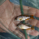 GREAT OB REDFIN BORLEYI 1.5 to 2 INCHES UNSEXED (Copadichromis borleyi)