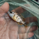 GREAT OB REDFIN BORLEYI 1.5 to 2 INCHES UNSEXED (Copadichromis borleyi)